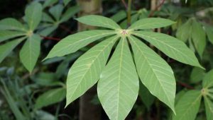 Daun Singkong untuk Asam Urat