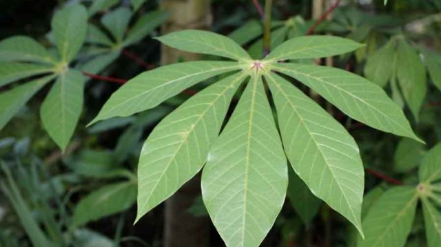 Daun Singkong untuk Asam Urat