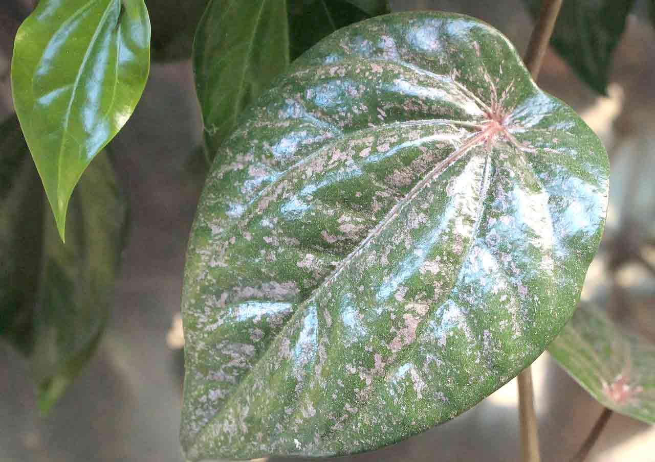 Khasiat sirih merah bagi kesehatan