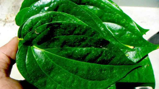 Manfaat-Daun-Sirih-Untuk-Kesehatan