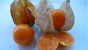 manfaat buah ciplukan