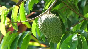 Manfaat dan Kandungan Daun Srsak untuk Kesehatan