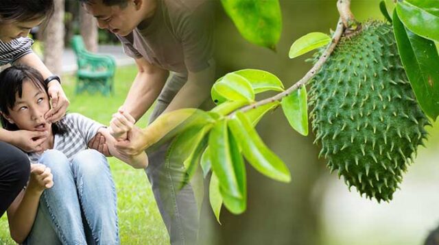 Manfaat Daun Sirsak untuk Epilepsi
