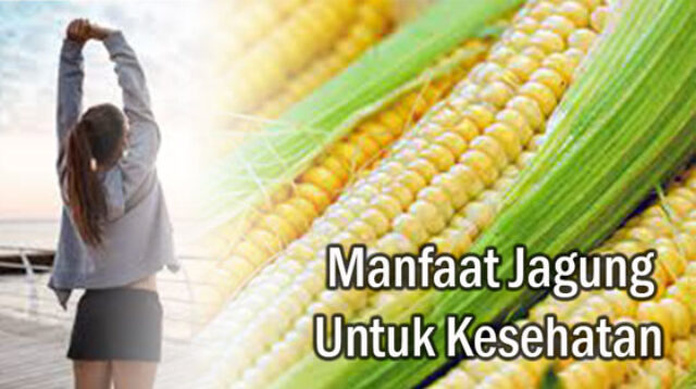 Manfaat Jagung Untuk Kesehatan